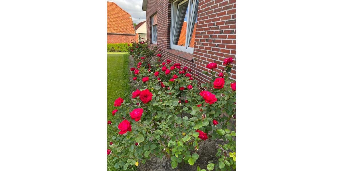 Einfamilienhaus Aurich - 5 Zimmer, 155 m&sup2;, 1.500&euro; | Angebot:26122504