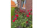 Einfamilienhaus Aurich - 5 Zimmer, 155 m&sup2;, 1.500&euro; | Angebot:26122504