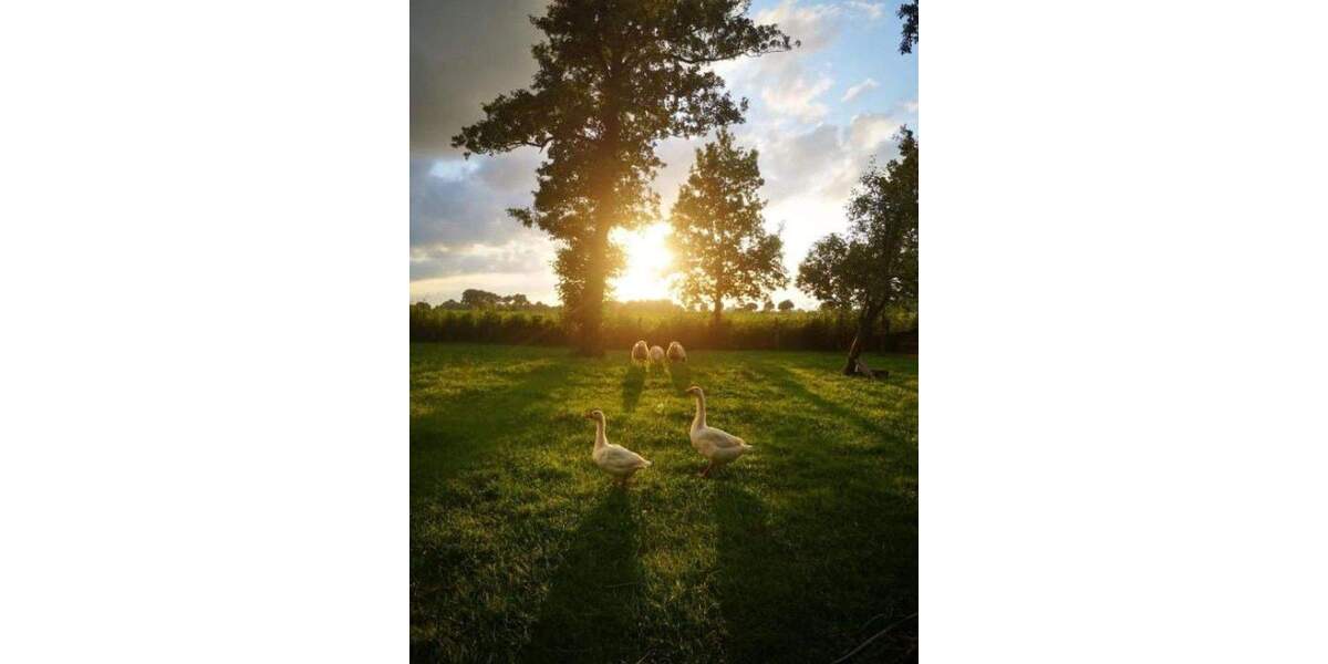 Einfamilienhaus Weener St Georgiwold - 9 Zimmer, 160 m&sup2;, 325.000&euro; | Angebot:25760401