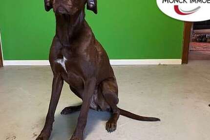 Haus Weener - 5 Zimmer, 130 m&sup2;, 360.000&euro; | Angebot:25943396