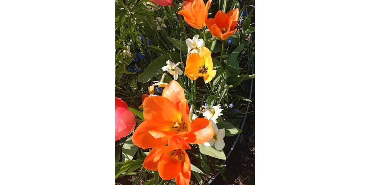 Mehrfamilienhaus, Wohnhaus Aurich - 7 Zimmer, 130 m&sup2;, 266.000&euro; | Angebot:26236813