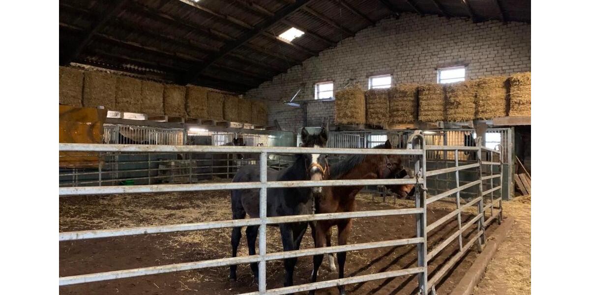 Einfamilienhaus Hesel - 8 Zimmer, 210 m&sup2;, 550.000&euro; | Angebot:18814178